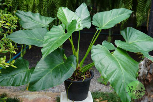 Philodendron sp.