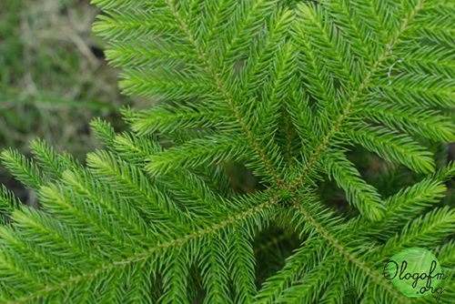tiered pine
