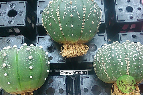 Mistletoe Cactus11