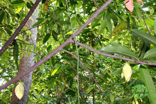 Khao Lam Dong Tree