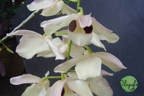Nao Chang's Orchid