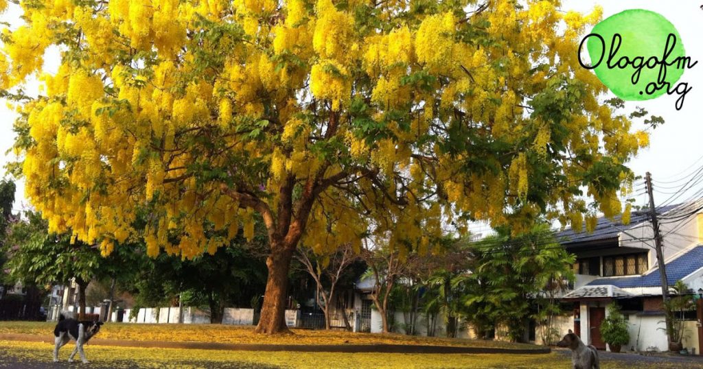 Ratchapruek Tree 与传统有关的吉祥植物，长期以来一直伴随着泰国人。大家好，今天又回来和admin见面了。admin有一种植物可以称为泰国的国树。所以我们一起放着吧。就是这棵树。众所周知，The Ratchaphruek tree