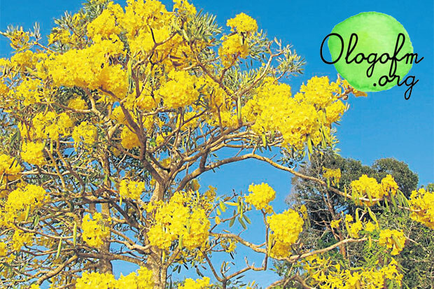 Ban Buri Yellow Tree 开有美丽花朵、五颜六色的黄色花朵和大朵花朵的树木常被用来装饰花园，你好今天所有的朋友 Admin 有一种植物可以让我们的花园变得更加明亮和新鲜，这种植物品种“Ban Buri Yellow”在这种植物中，他有明亮的黄色花朵，