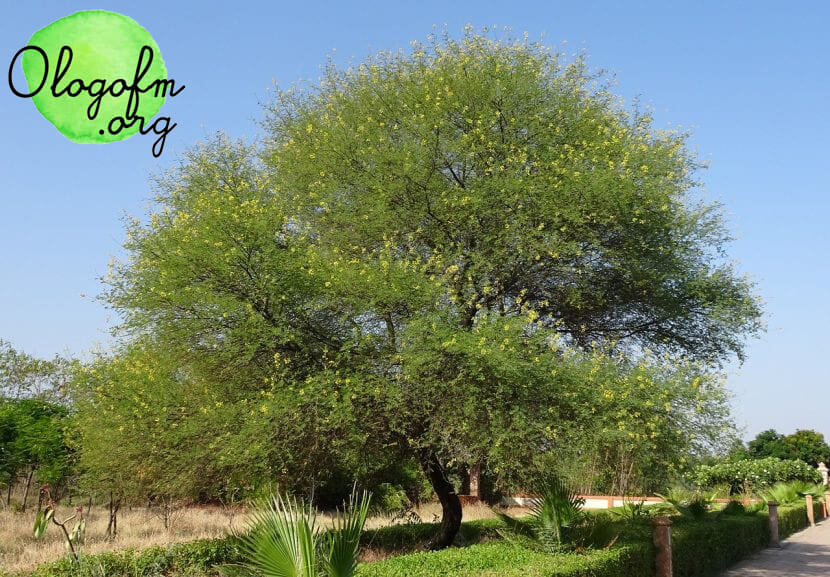 Kalong 耐旱、耐日晒的树种，常被种植在热带的“卡隆树”中。你好今天我所有的朋友。管理员。这棵树有已知的抗天气条件和抗强度的植物。它是一棵高约 1 到 3 米的小灌木树，只有他的嫩枝和嫩芽，才会长满白毛，这棵卡隆树被