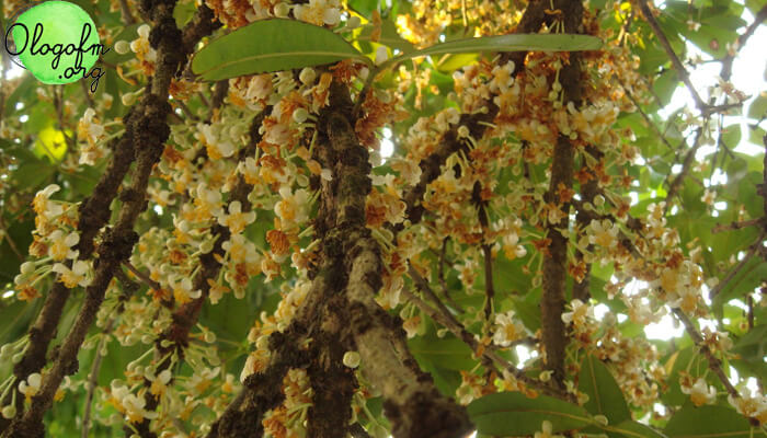 Ton Saraphi 被称为帕尧府的吉祥植物。一种观赏树，被称为吉祥植物物种，也普遍种植在“Ton Saraphi”房屋的区域。在这样一个美好的场合，我不得不向所有的年轻女士们问好。今天又像往常一样回来和admin见面，今天admin又给