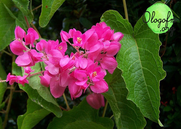 Tan Puang Chompoo可爱的观赏植物，包括色彩鲜艳的“Tan Puang Chompoo”你好姐姐 妹子们，有谁想像Yaya一样热爱大自然呢？今天admin也有植物推荐给有兴趣种树的朋友们，小而可爱。不得不说，我喜欢