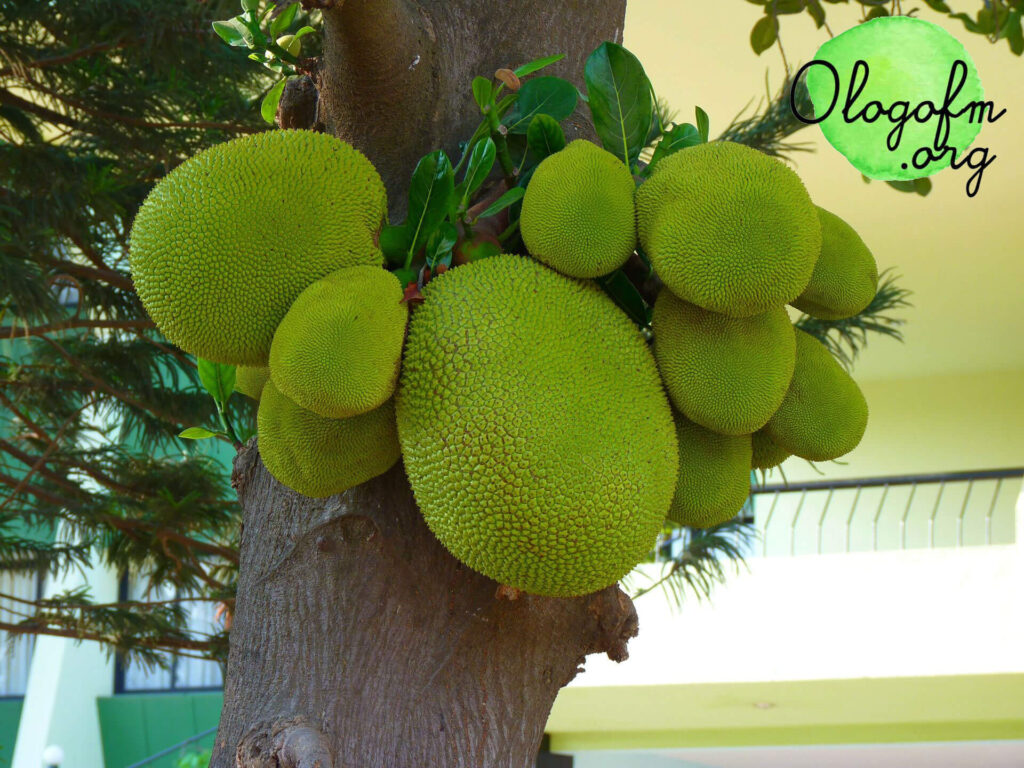 Ton Jackfruit 想要照料种植的树木必须在种植到“Ton Jackfruit”住宅区之前充分研究利弊。你好想要像丫丫一样热爱大自然的妹子们，今天管理员给朋友们介绍一下家里很受欢迎的吉祥植物品种，我也可以生产出