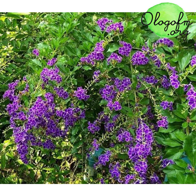 蜡烛滴 一棵美丽的树，看起来也像一种独特的低矮灌木植物，适合装饰花园“Tan Yod”萨瓦迪萨瓦迪 关注Admin的小伙伴们，你们有没有想念呢？今天Admin有最可爱的植物品种送给朋友们。或者像Admin一样喜欢紫色花朵鲜艳的植物的朋友们，